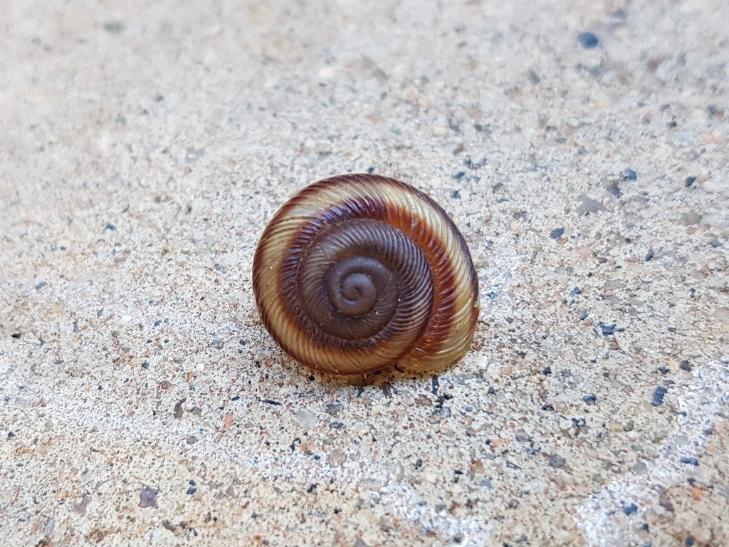Granulomelon