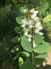 Robinia pseudoacacia