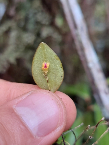 Image of Lepanthes wageneri by (c) Daniel Mesa, some rights reserved (CC BY)