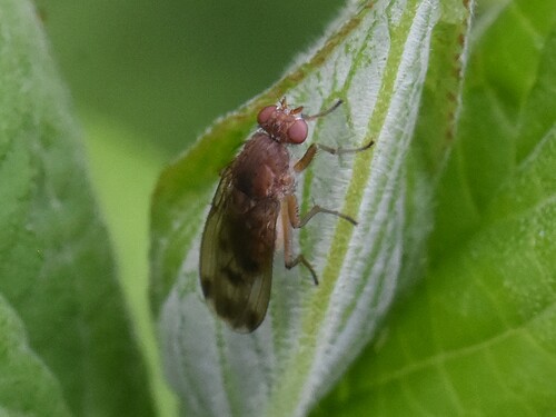 Suillia variegata, Groesbeek, Nederland, photo 10 of 10