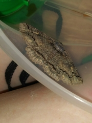 Iridopsis vellivolata