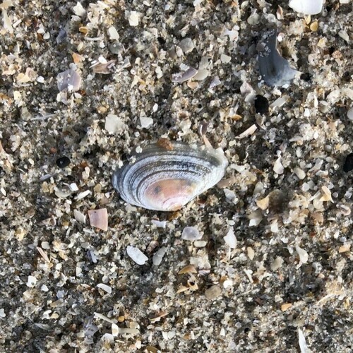 Bean Tellin, 6857 Blåvand Strand, Denmark, photo 6 of 10
