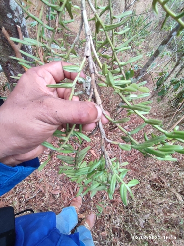Epidendrum pollardii Hágsater