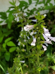 Salvia lyrata