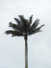 Ceroxylon ventricosum