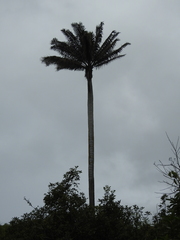 Ceroxylon ventricosum