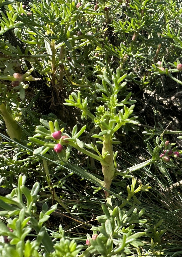 Cochylimorpha hilarana