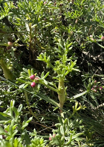 Cochylide de Ratisbonne