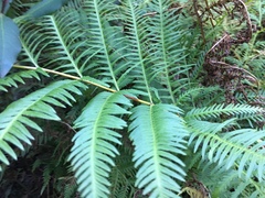 Pteris dentata, photograph Caroline Voget, CC BY, iNaturalist via GBIF