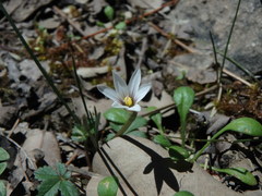 Romulea columnae assumptionis