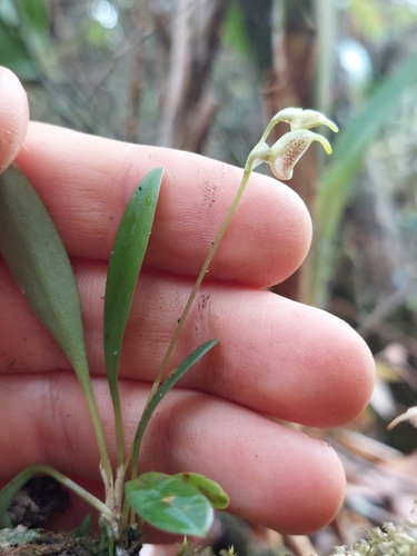 Image of Masdevallia amanda by (c) Daniel Mesa, some rights reserved (CC BY)