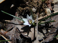 Romulea columnae assumptionis