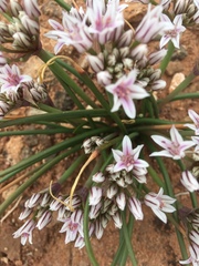 Allium macropetalum