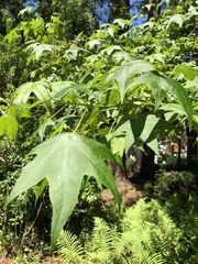 Liquidambar styraciflua image