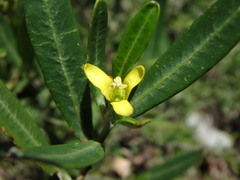 Cneorum tricoccon