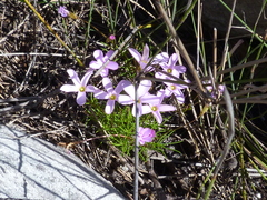 Oxalis polyphylla