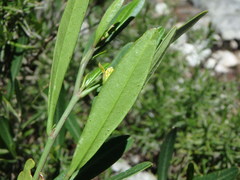 Cneorum tricoccon