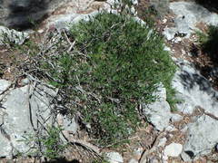 Cneorum tricoccon