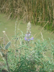 Lupinus altimontanus