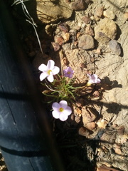 Oxalis polyphylla
