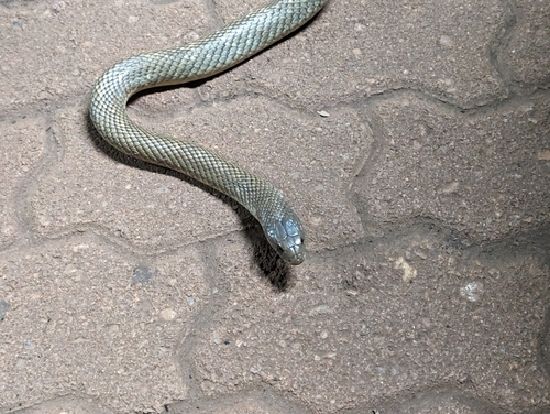 Mulga Snake sighting