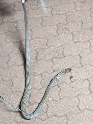 Mulga Snake sighting