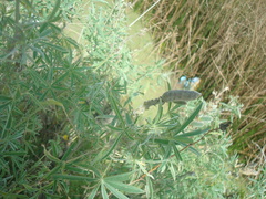 Lupinus altimontanus