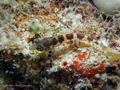 Saddled Blenny photo 4