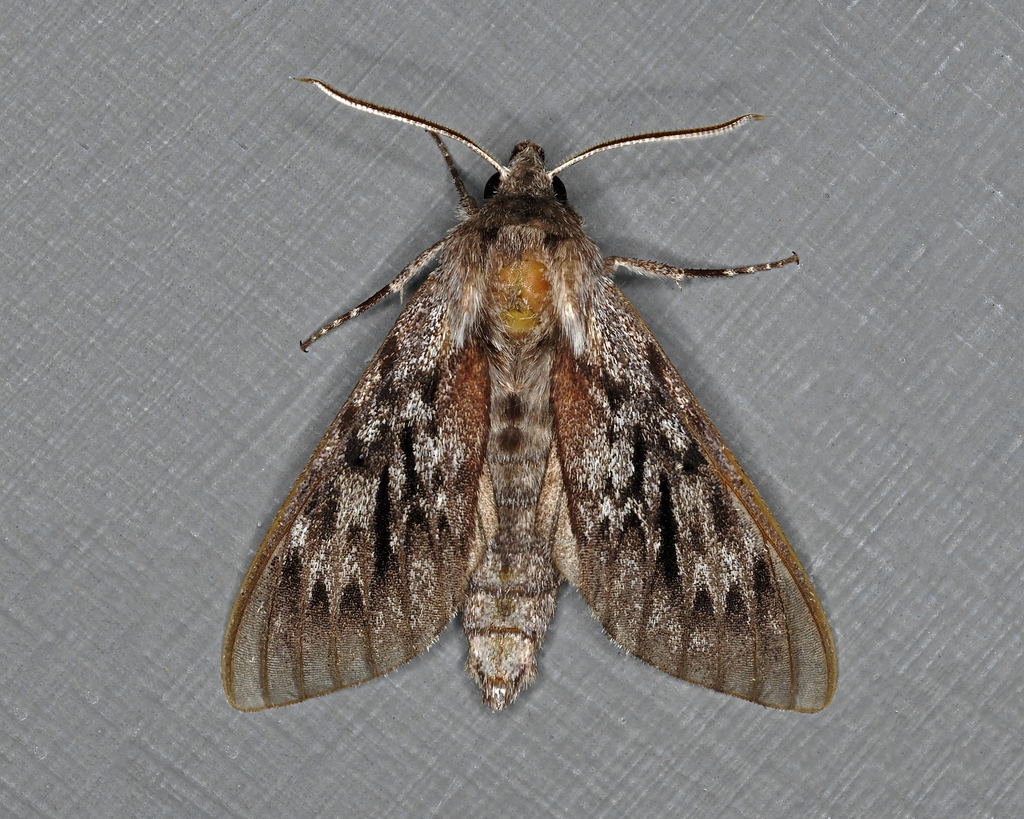 Northern Pine Sphinx from Salem, NH 03079, USA on July 5, 2023 at 04:19 ...