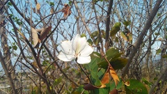 Bauhinia variegata candida