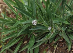 Valeriana prionophylla image