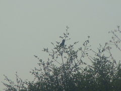 Campylorhynchus brunneicapillus