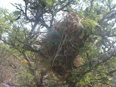 Campylorhynchus brunneicapillus