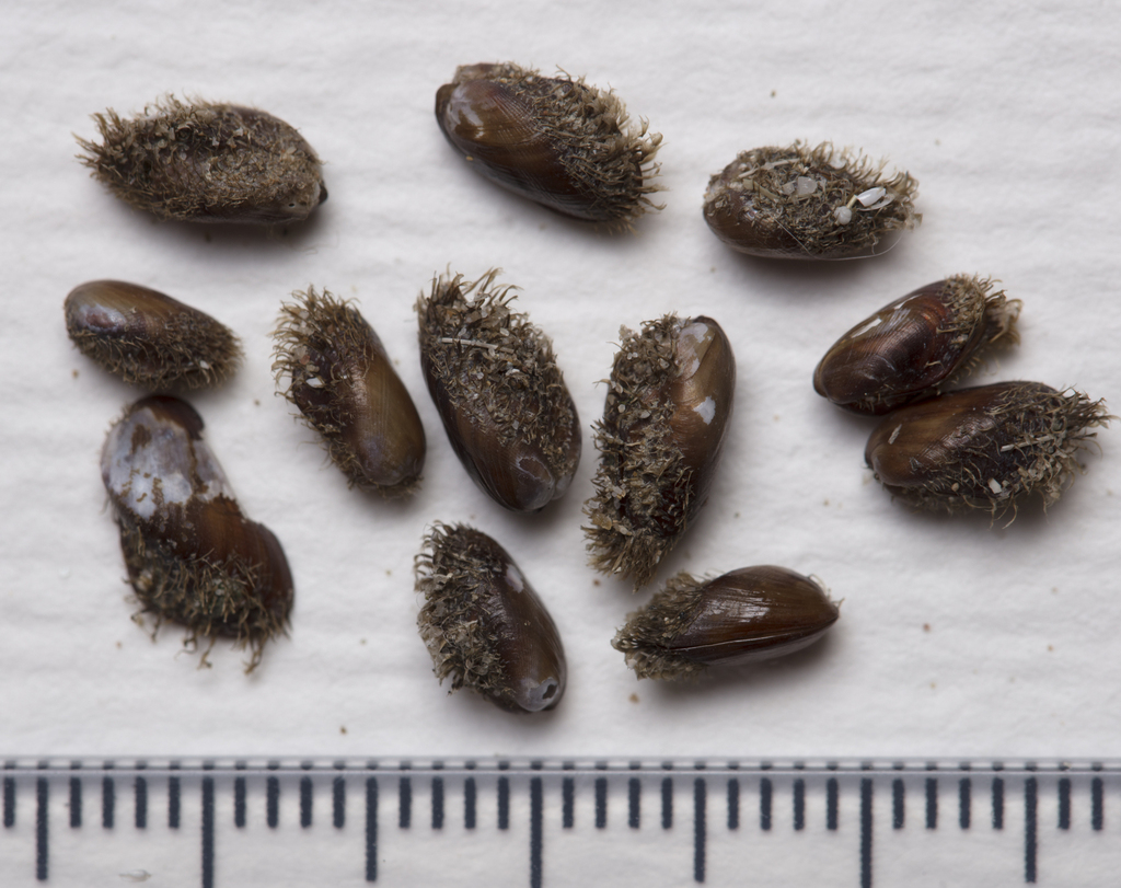 half-hairy mussel