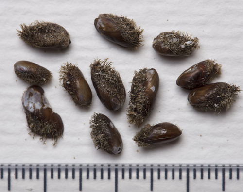 half-hairy mussel