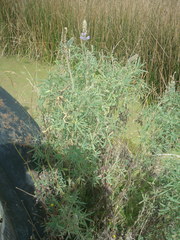 Lupinus altimontanus