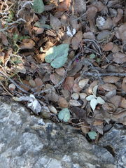 Cyclamen balearicum