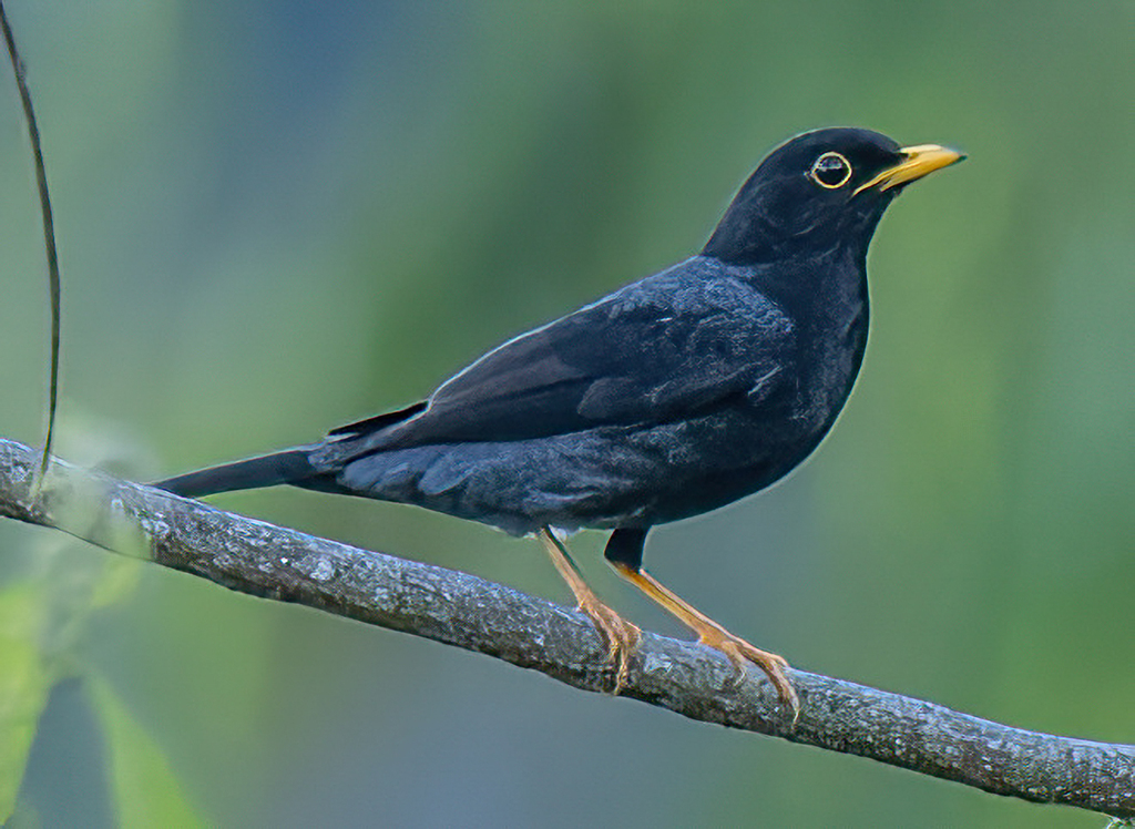 Yellow-legged Thrush photo
