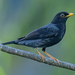 Yellow-legged Thrush - Photo (c) Don Marsille, some rights reserved (CC BY-NC), uploaded by Don Marsille