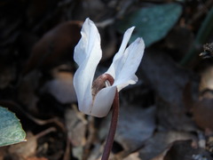 Cyclamen balearicum
