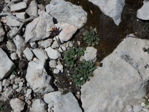 Image of Bellium bellidioides by (c) Daniel Cahen, some rights reserved (CC BY)