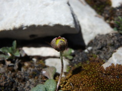 Bellium bellidioides