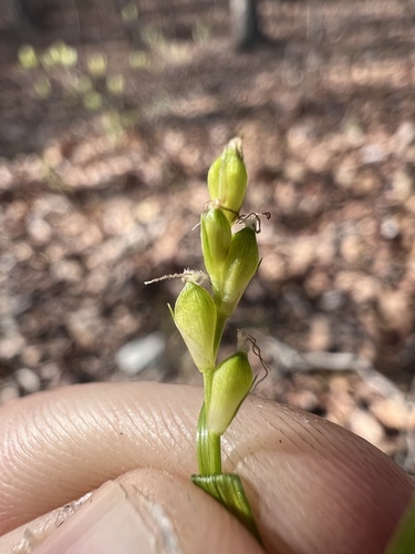 Image of Carex oligocarpa by (c) Nathan Aaron, some rights reserved (CC BY)