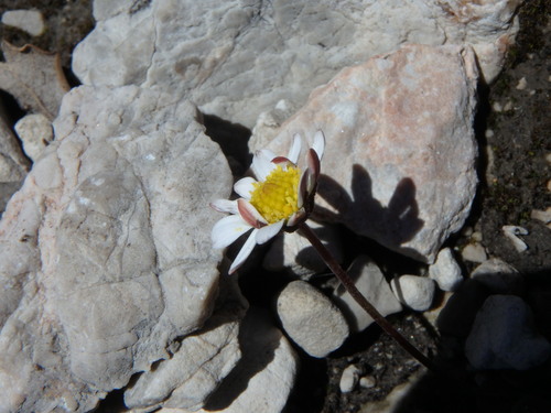 Image of Bellium bellidioides by (c) Daniel Cahen, some rights reserved (CC BY)