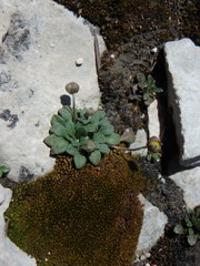 Bellium bellidioides