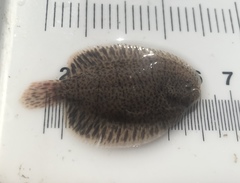 Trinectes maculatus