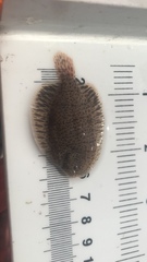 Trinectes maculatus
