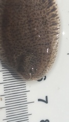 Trinectes maculatus