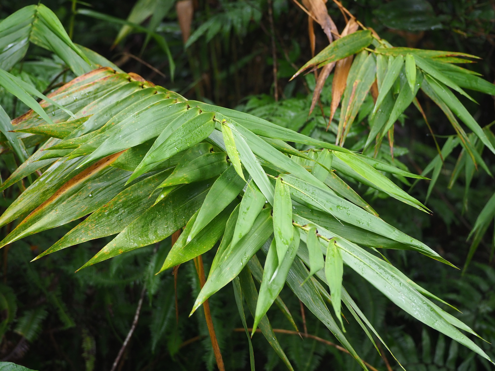 Thysanolaena latifolia