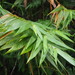 Thysanolaena latifolia - Photo Ningún derecho reservado, subido por 葉子